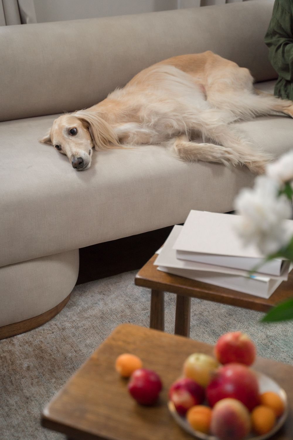 A guest dog resting on a sofa in a bright sitting room