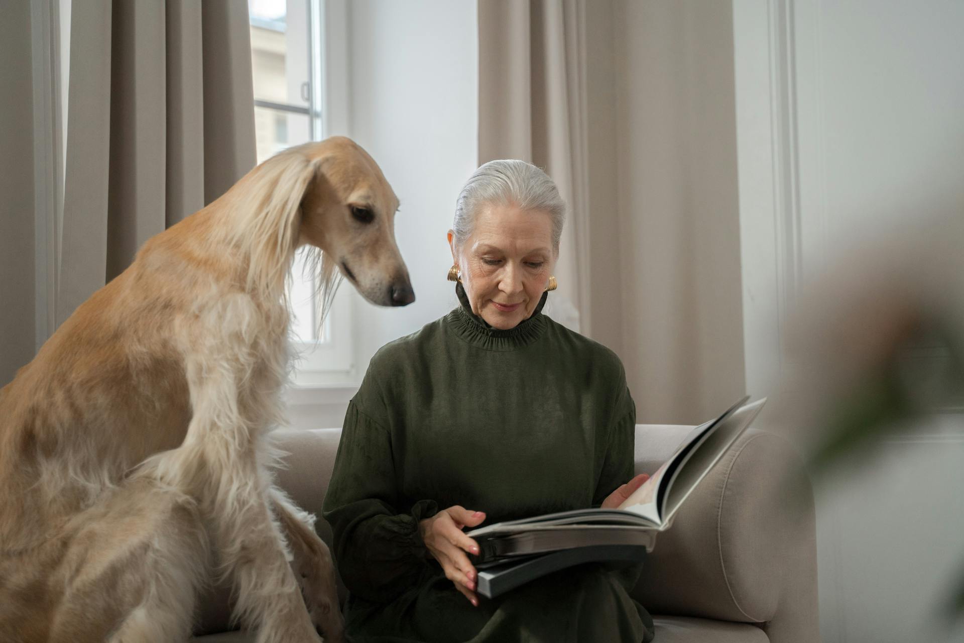 Chien lévrier qui surveille son propriétaire âgé