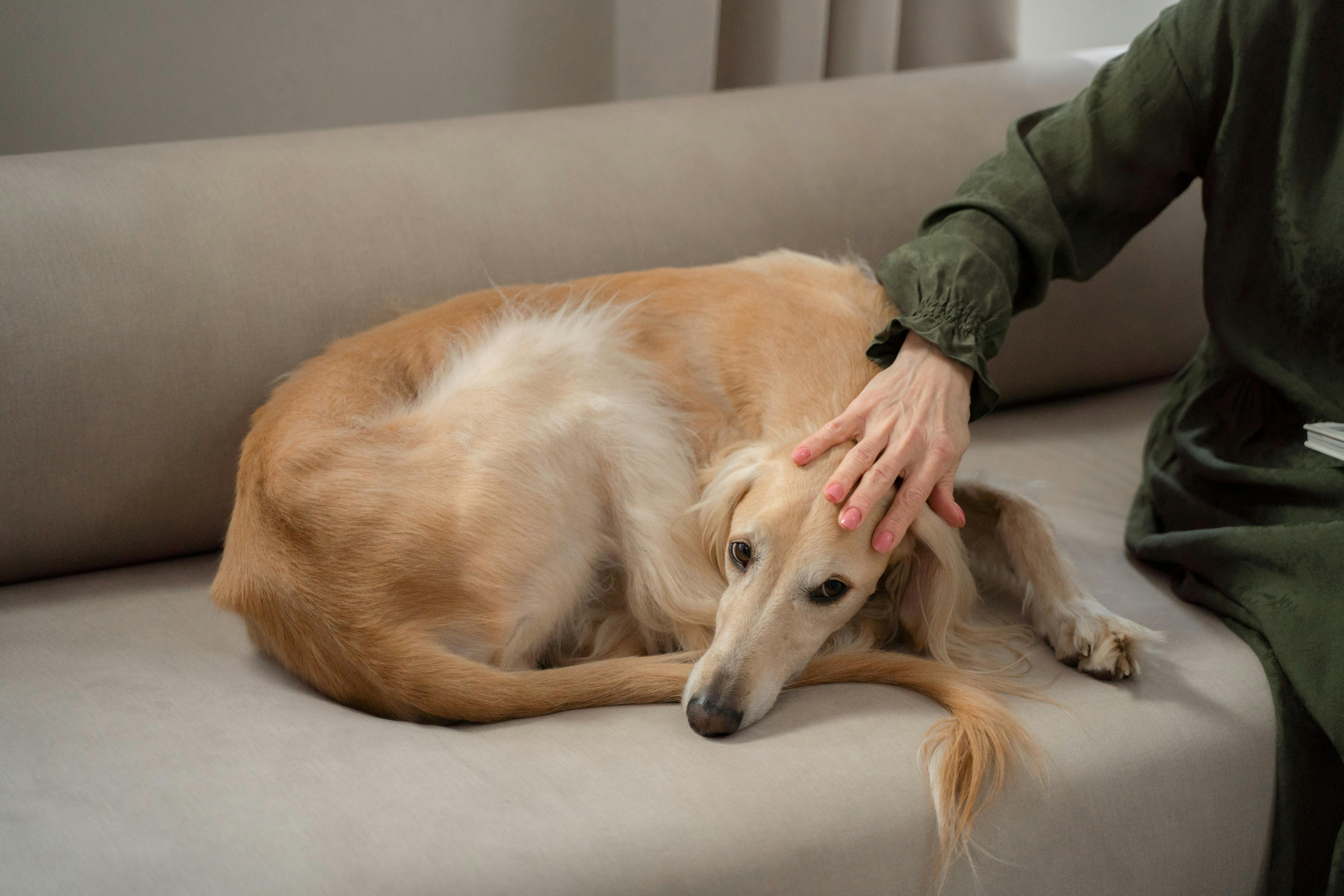 Woman Hand Petting Greyhound Dog Laying Curled up on Sofa