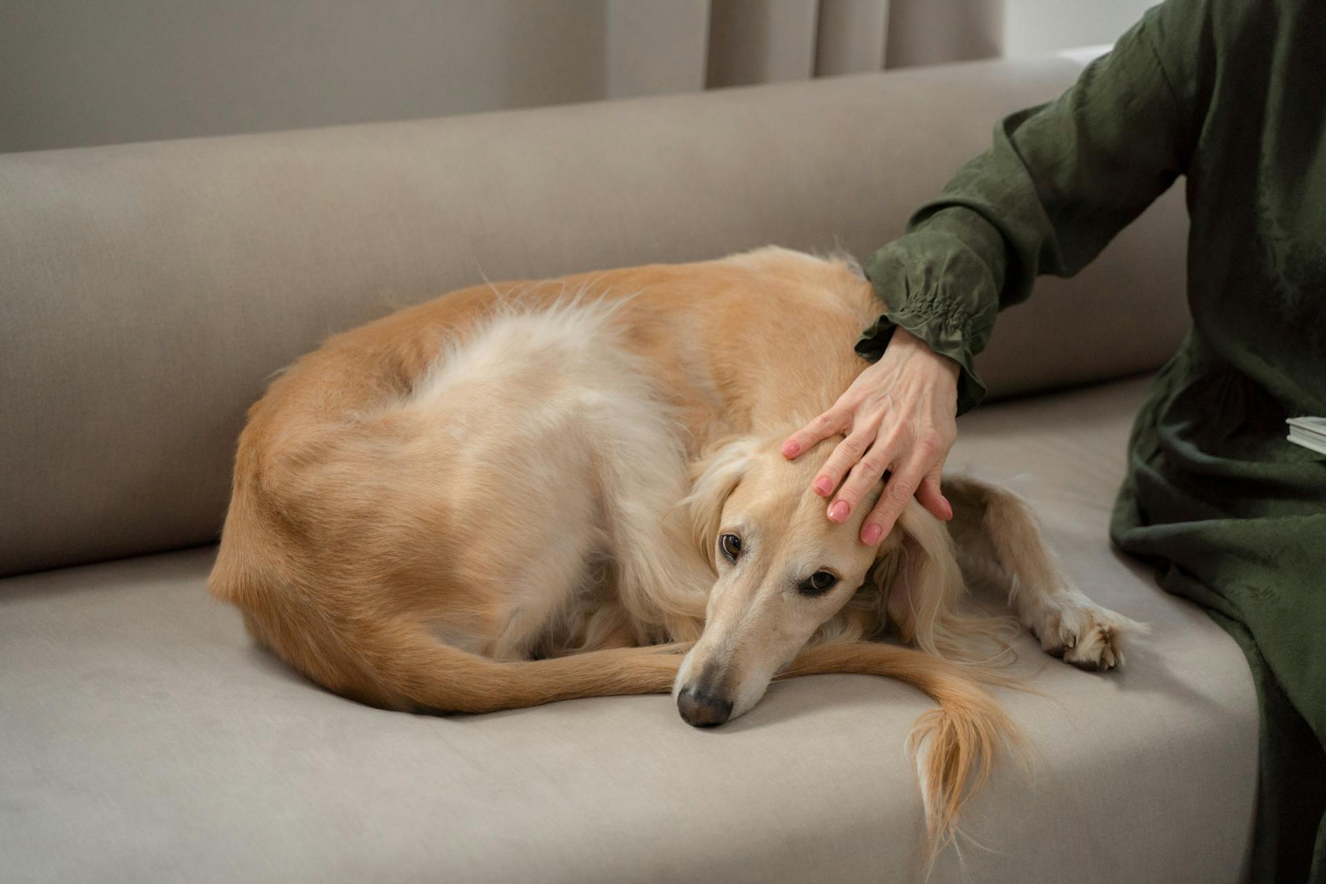 Vrouwelijke hand strelen Greyhound hond liggen gekruld op de bank