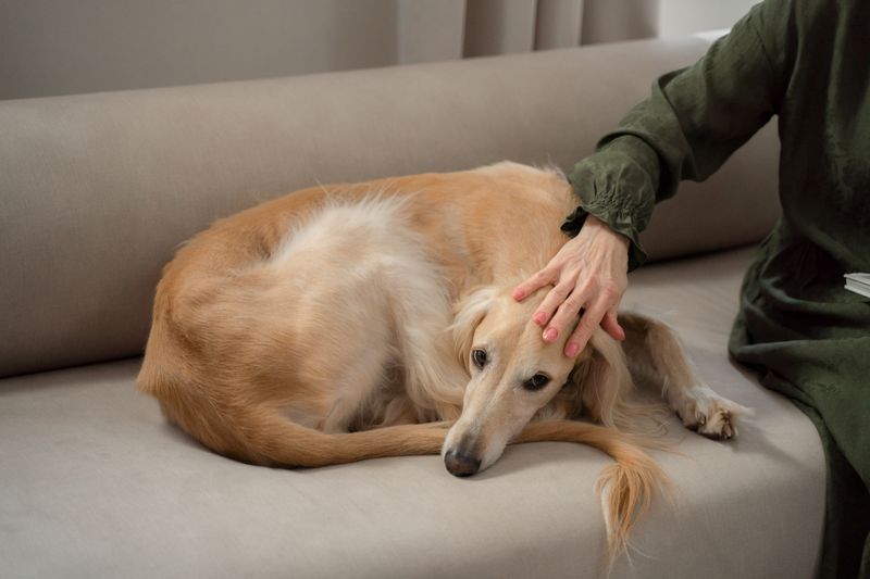 Femme caressant son chien pour le rassurer