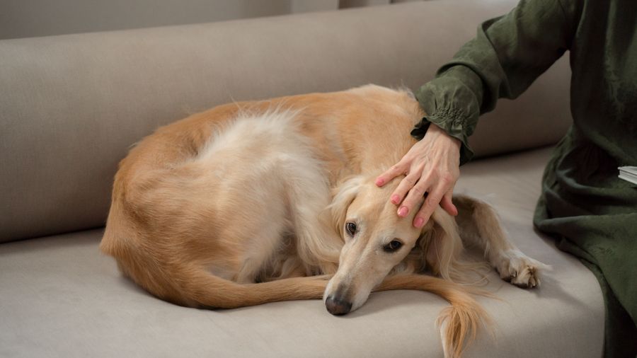 Allergen Reduction at Home: What Actually Helps With a Dog