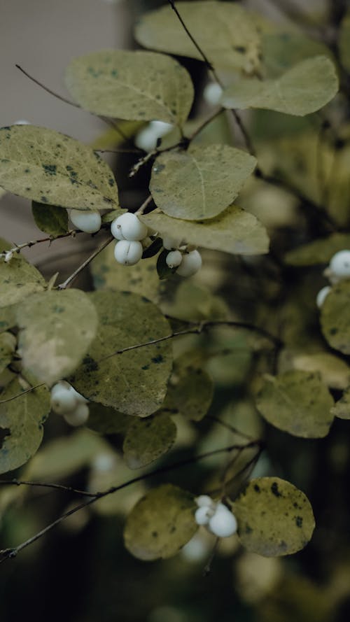 Gratis stockfoto met bladeren, detailopname, fabriek