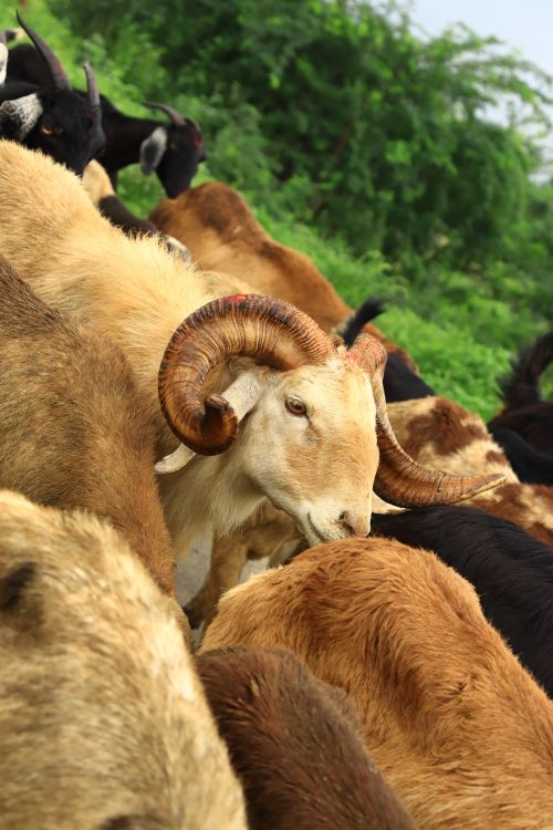 Free stock photo of animal, animal behavior, animal ear Stock Photo