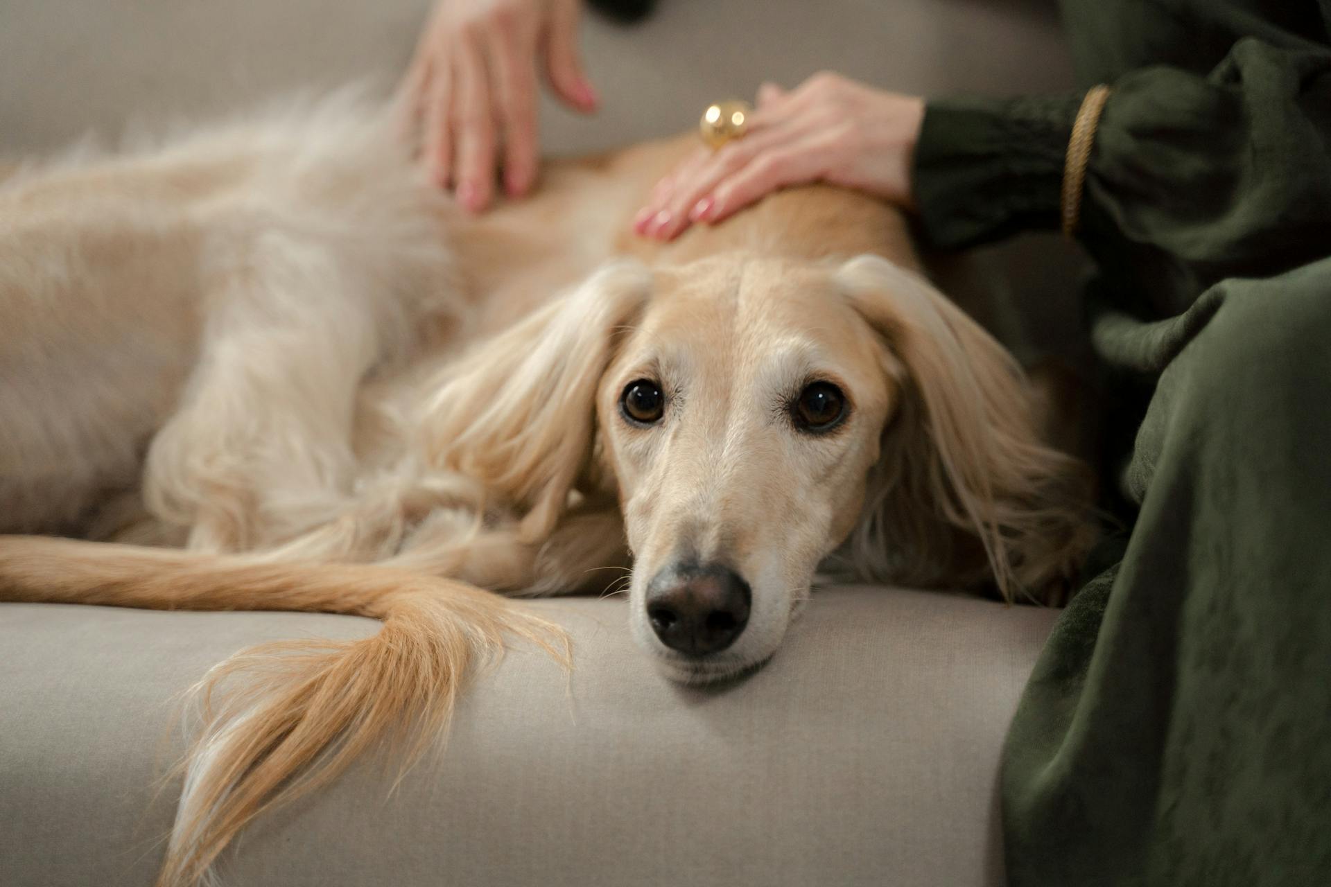 Woman stroking a Dog