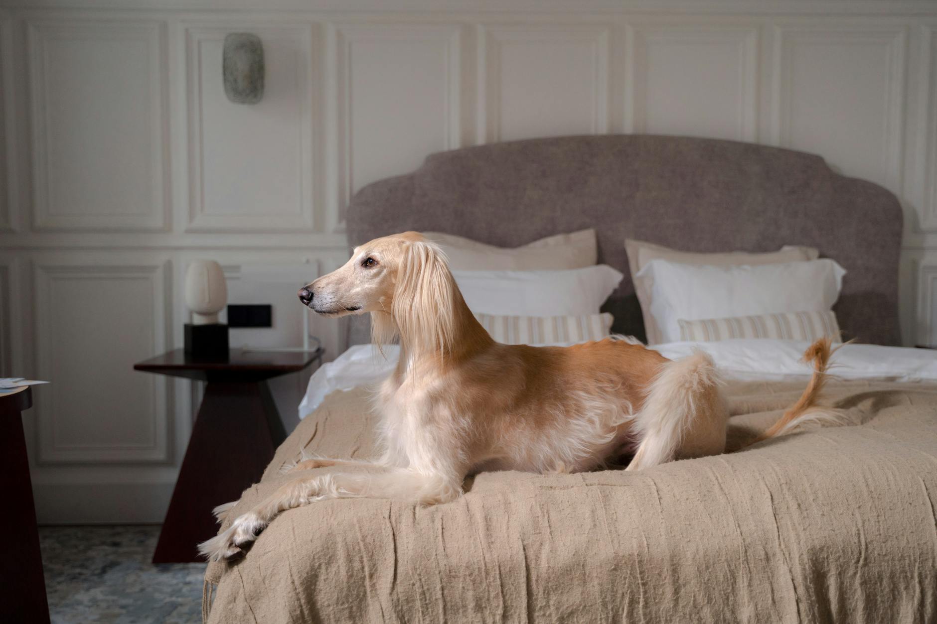 Greyhound Sitting on the Bed