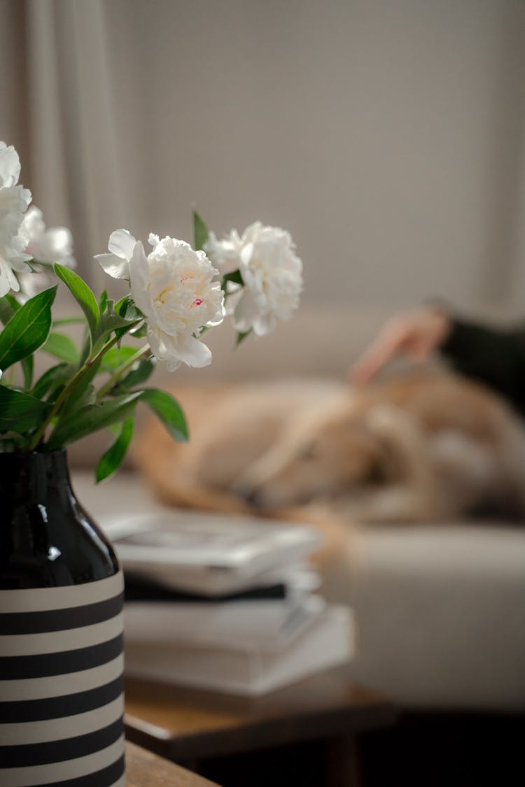 Vase With Bouquet Of White Peonies With Dog And Pet Owner In Background