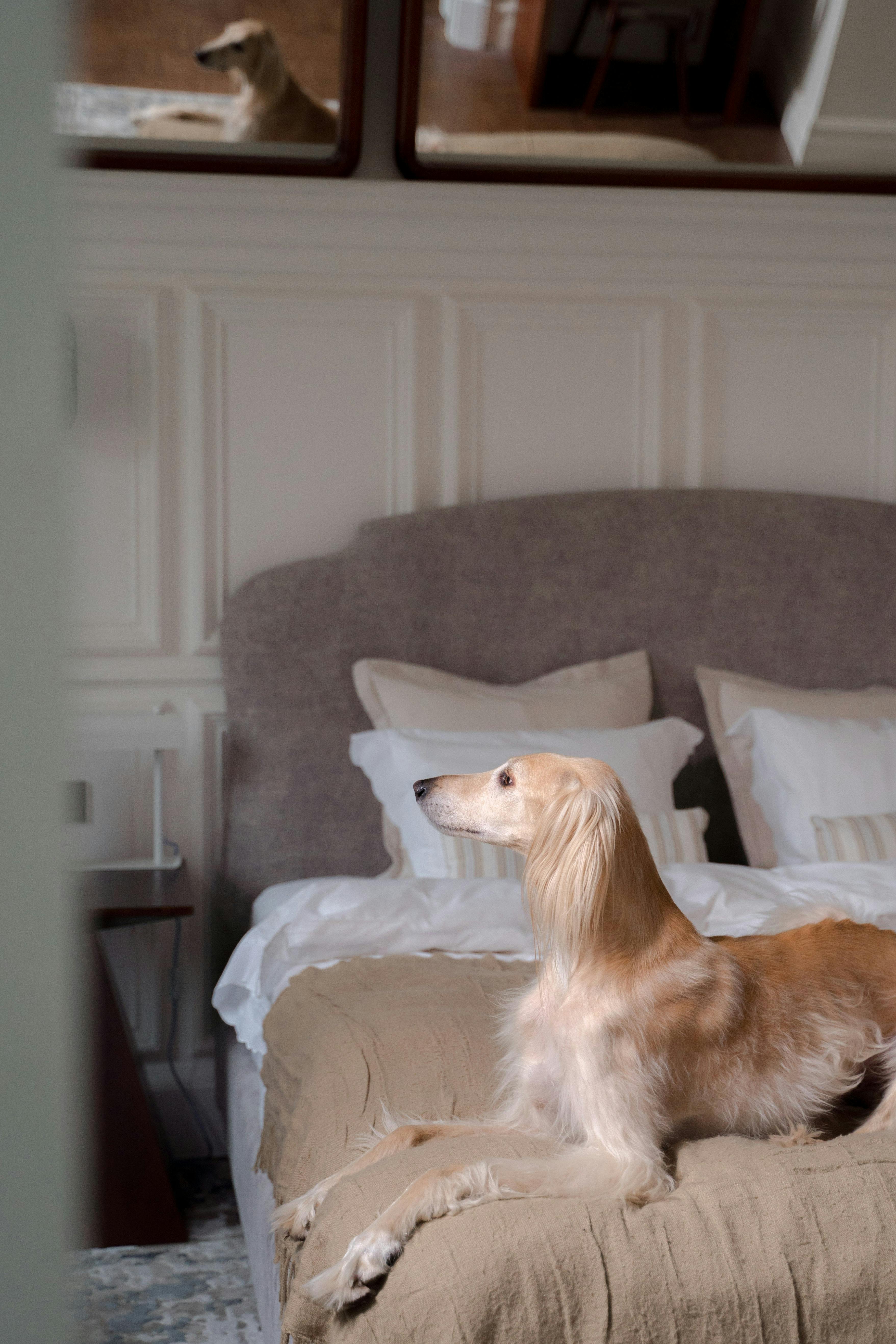 Cute Greyhound Resting on Bed and Waiting
