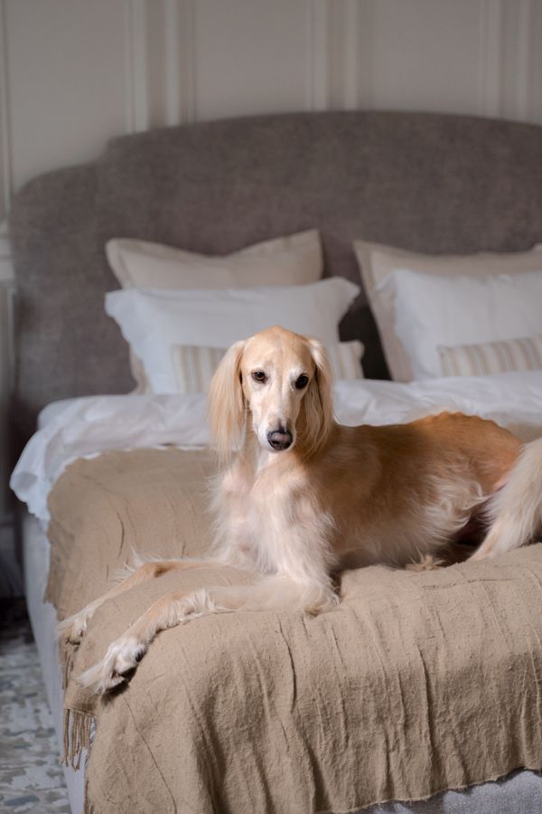 A greyhound lying stretched out on soft bedding
