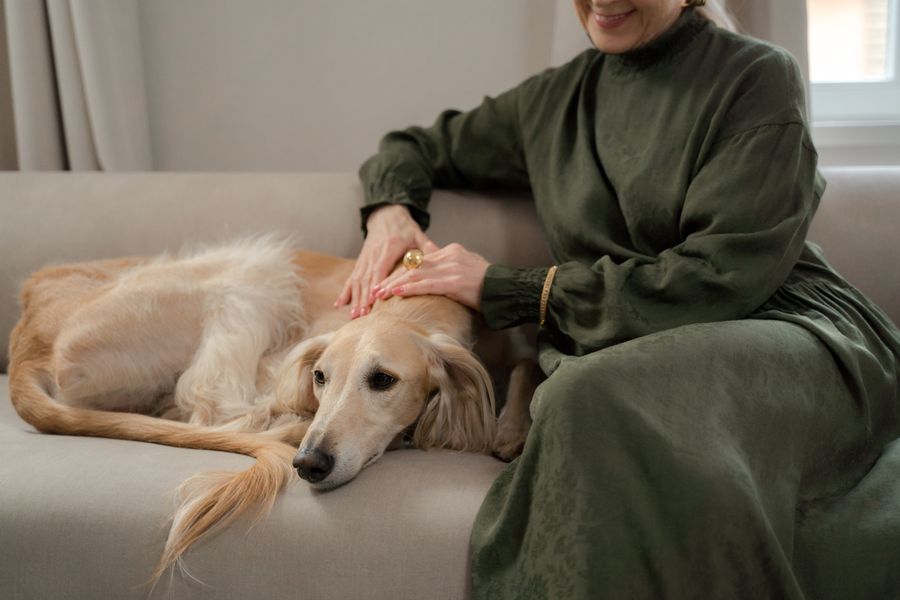 Happy dog and its owner at home