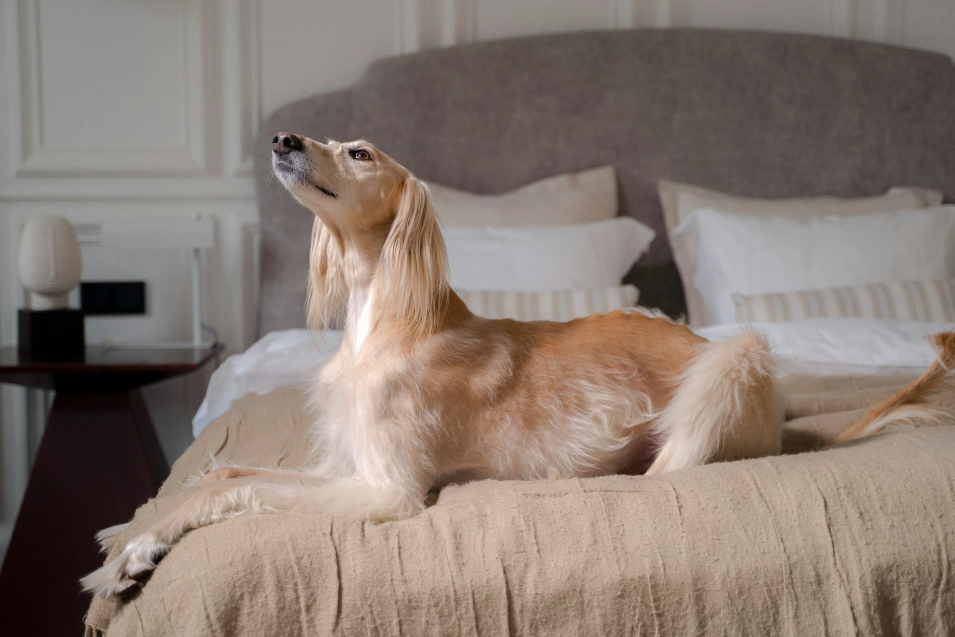 Dog Sitting on the Bed with Raised Head