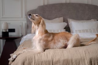 Long-haired dog resting on a padded bed — photo by Ron Lach on Pexels
