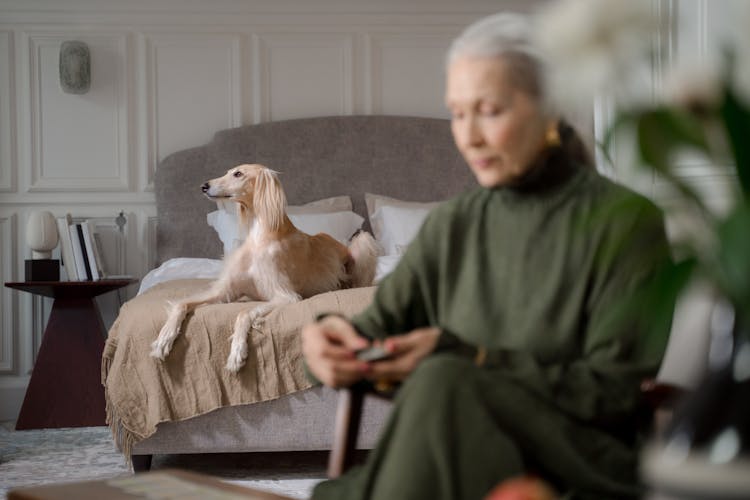 Greyhound Laying In Bed And Senior Woman Playing Cards