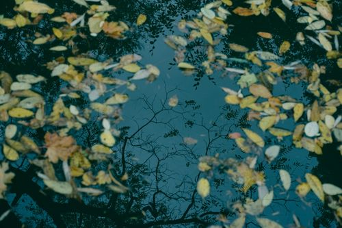 Free Autumn leaves floating on a tranquil stream with reflections of branches. Stock Photo