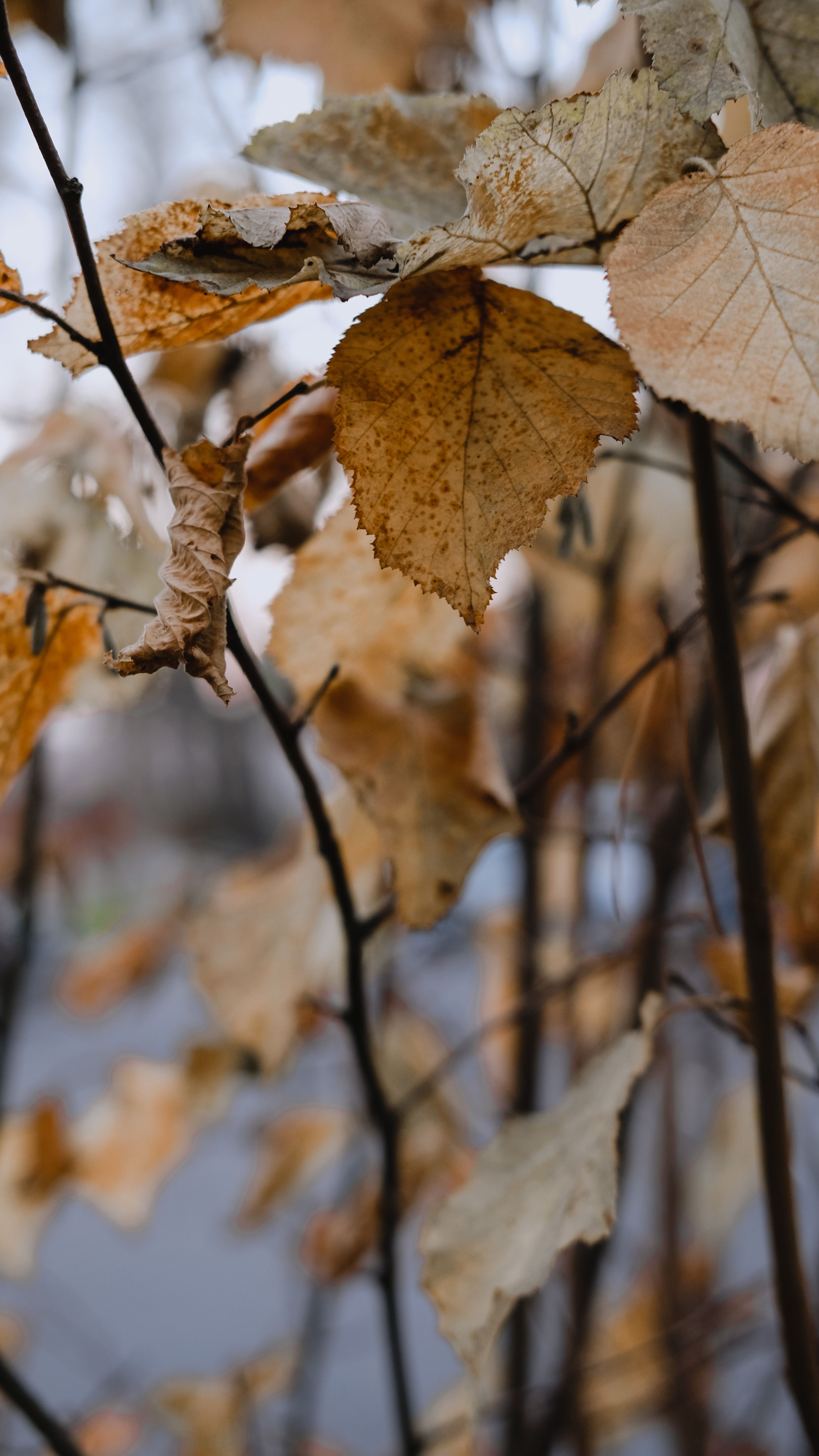 Fotomural Primer plano detallado de hojas de otoño en un suburbio de Moscú, mostrando la belleza del follaje de otoño.
