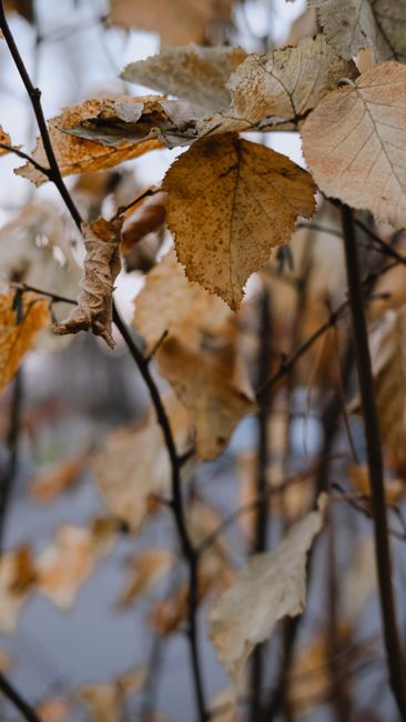 Fotomural Primer plano detallado de hojas de otoño en un suburbio de Moscú, mostrando la belleza del follaje de otoño.