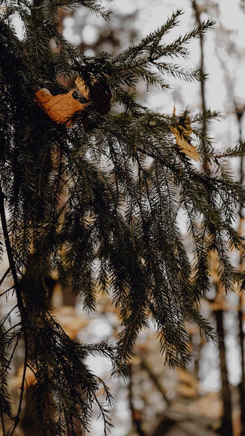 Dry Conifer Tree Close-Up Photo