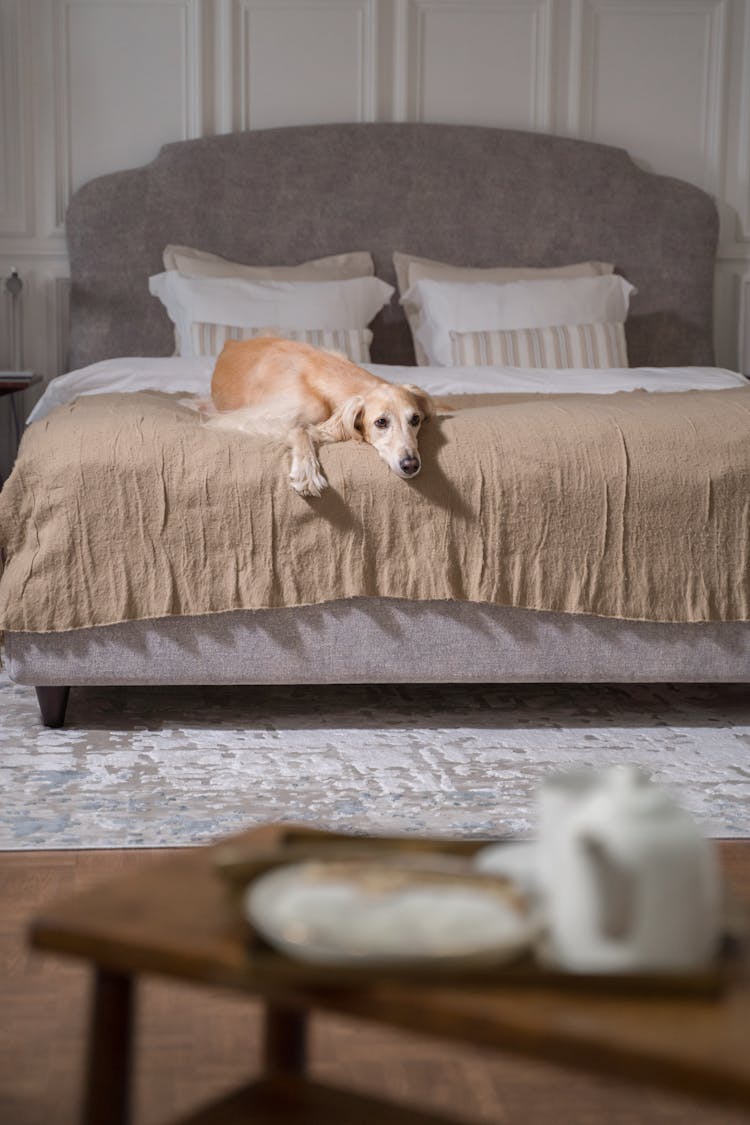 Dog Laying On The Bed