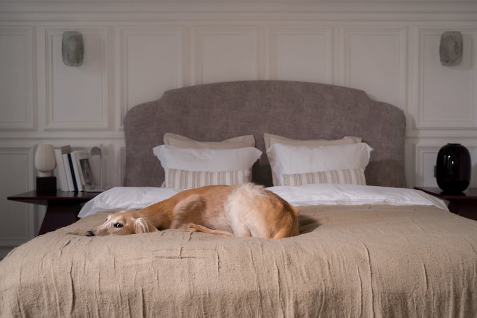 cozy home decor with pets