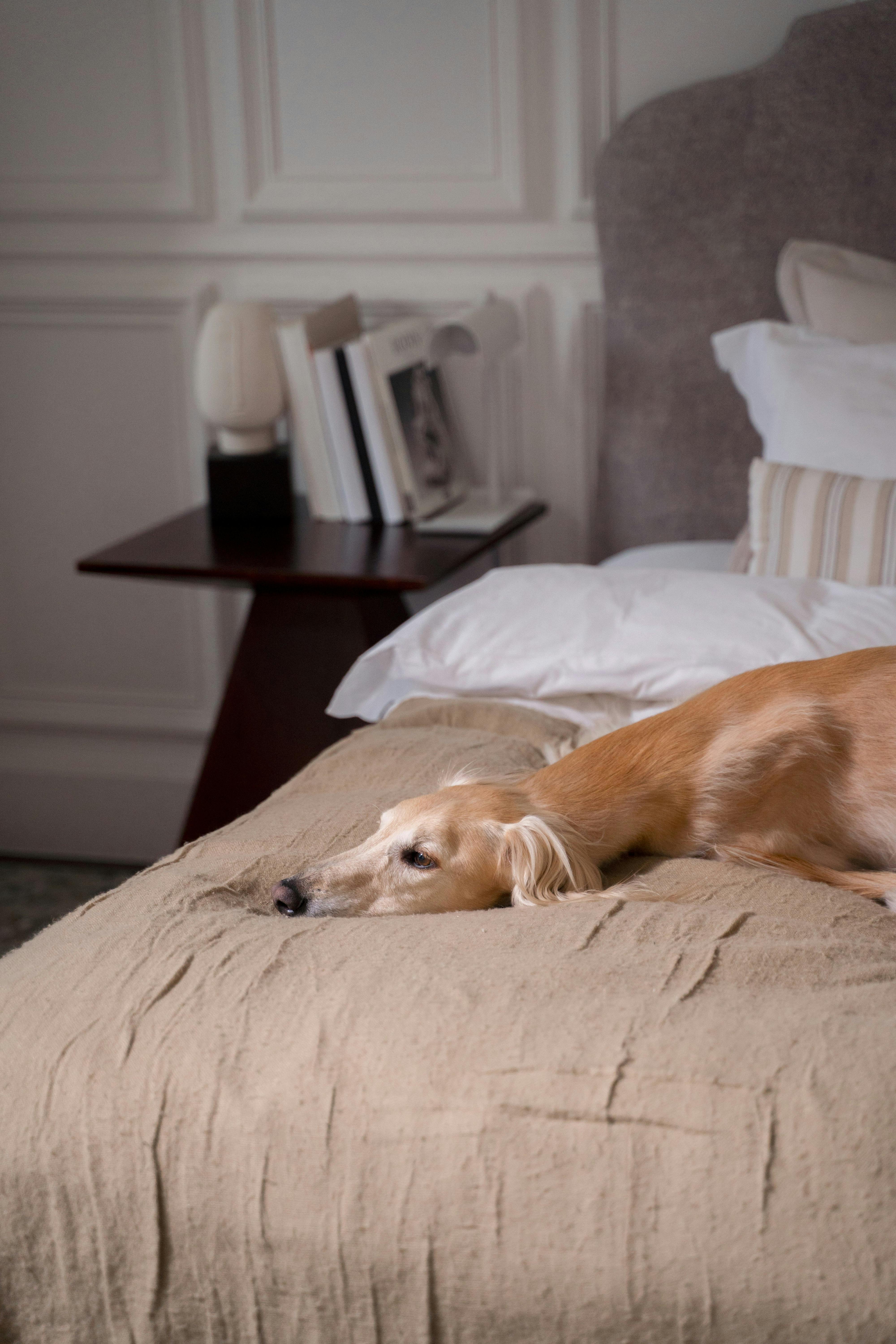 Ways to Keep Your Dog From Destroying Your Home Life With My Dogs