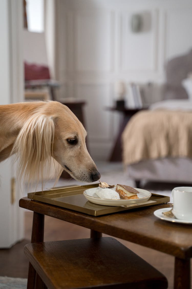 Greyhound Sniffing Eclairs