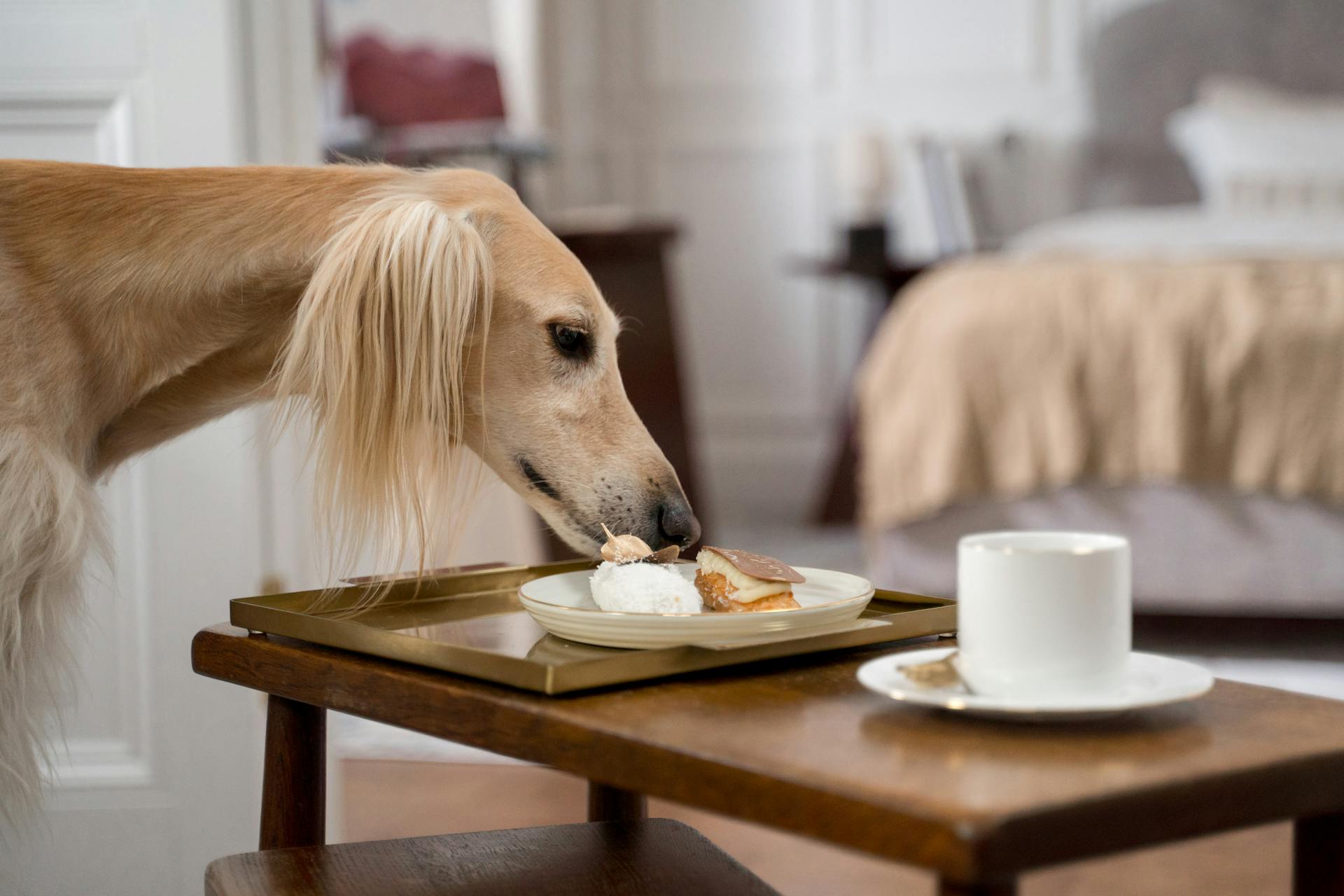 De windhond ruikt koekjes