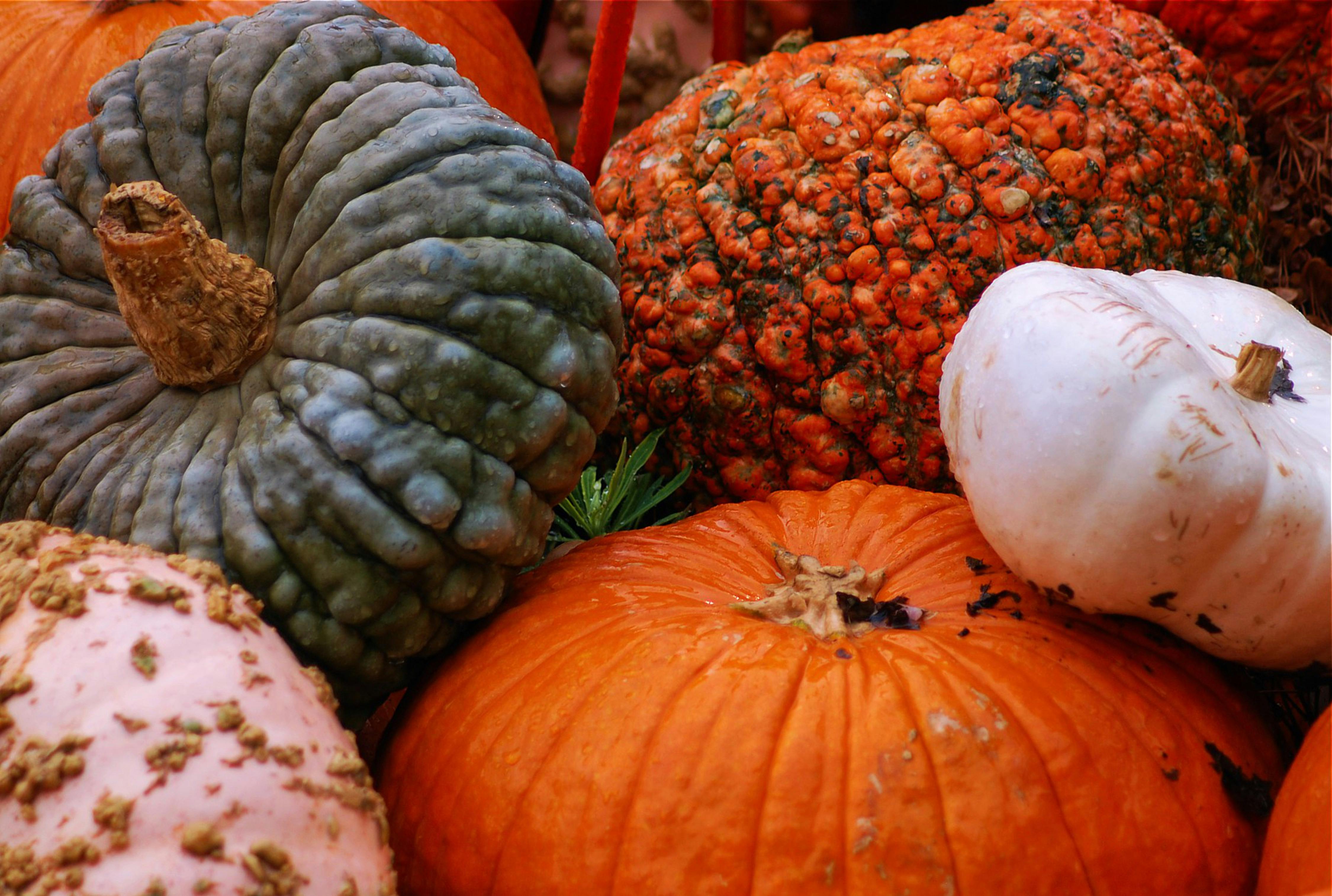 supplier sayur dan buah