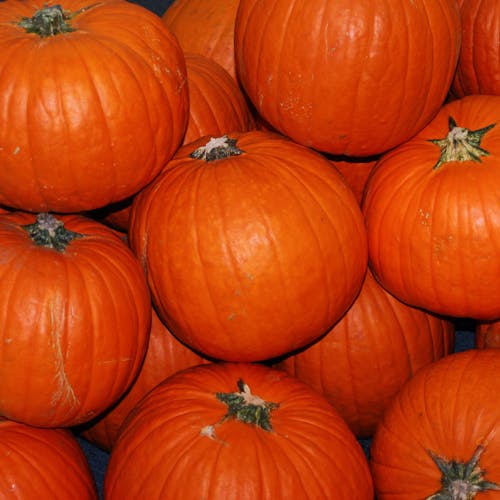 Close-Up Shot of Orange Pumpkins