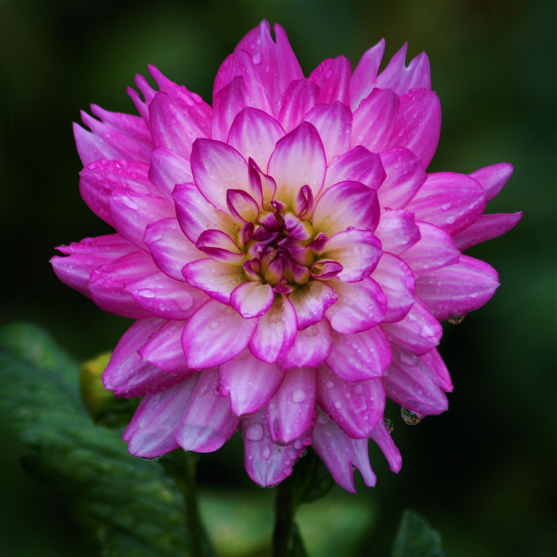 Close-up of a vibrant pink dahlia flower covered with dewdrops, showcasing its delicate petals.