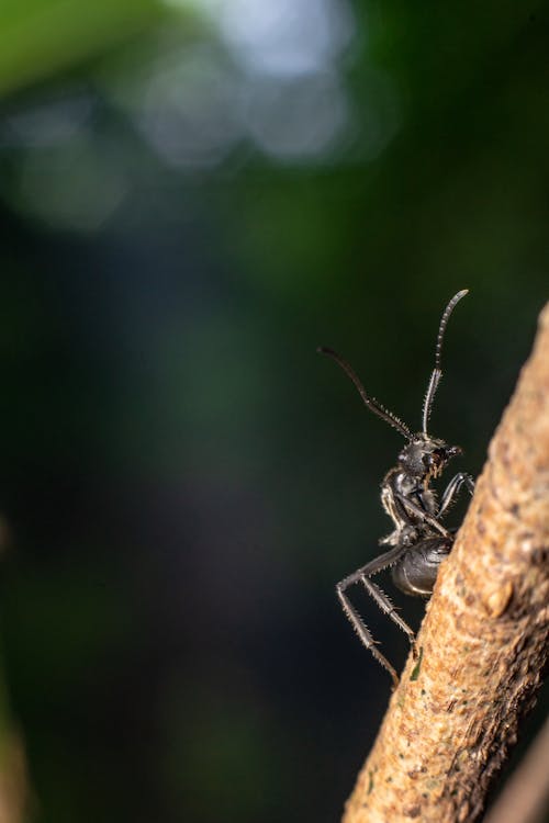 A Black Ant on Brown Wooden Stick