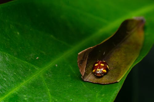 A Ladybug with Dots on the Green Leaf