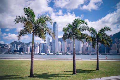 Free Palm Trees in the Park Near Water  Stock Photo