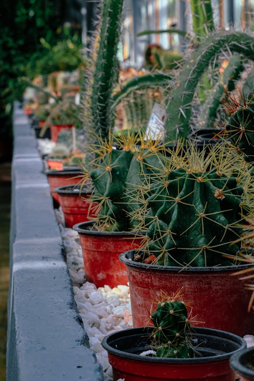 Gratis stockfoto met bloempot, bloempotten, kamerplanten