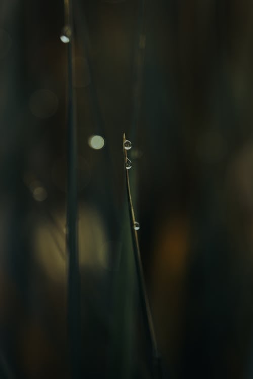 A Leaf with Raindrops in Close-up Shot