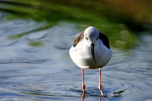 Free Close-up of a black-winged stilt bird wading gently in rippling water. Stock Photo