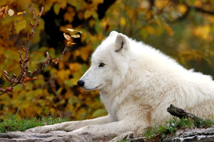 White Wolf Resting On Grass