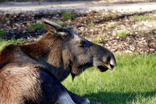 Free A moose resting in a natural setting, showcasing wildlife tranquility. Stock Photo