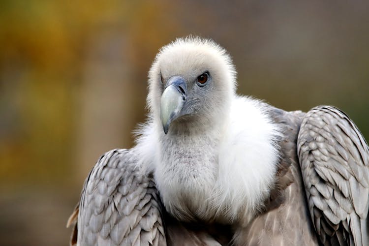 Close Up Of Predator Bird