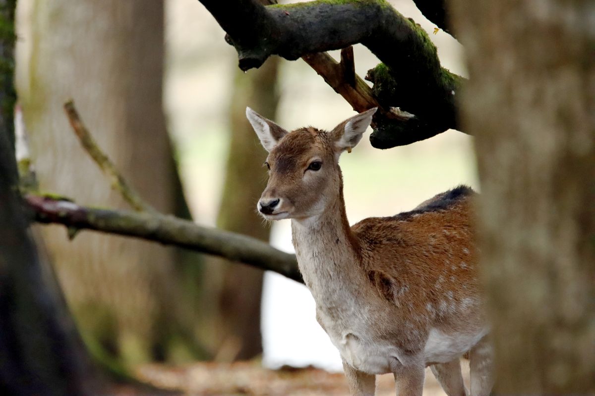 Wildlife standing among trees in a quiet forest