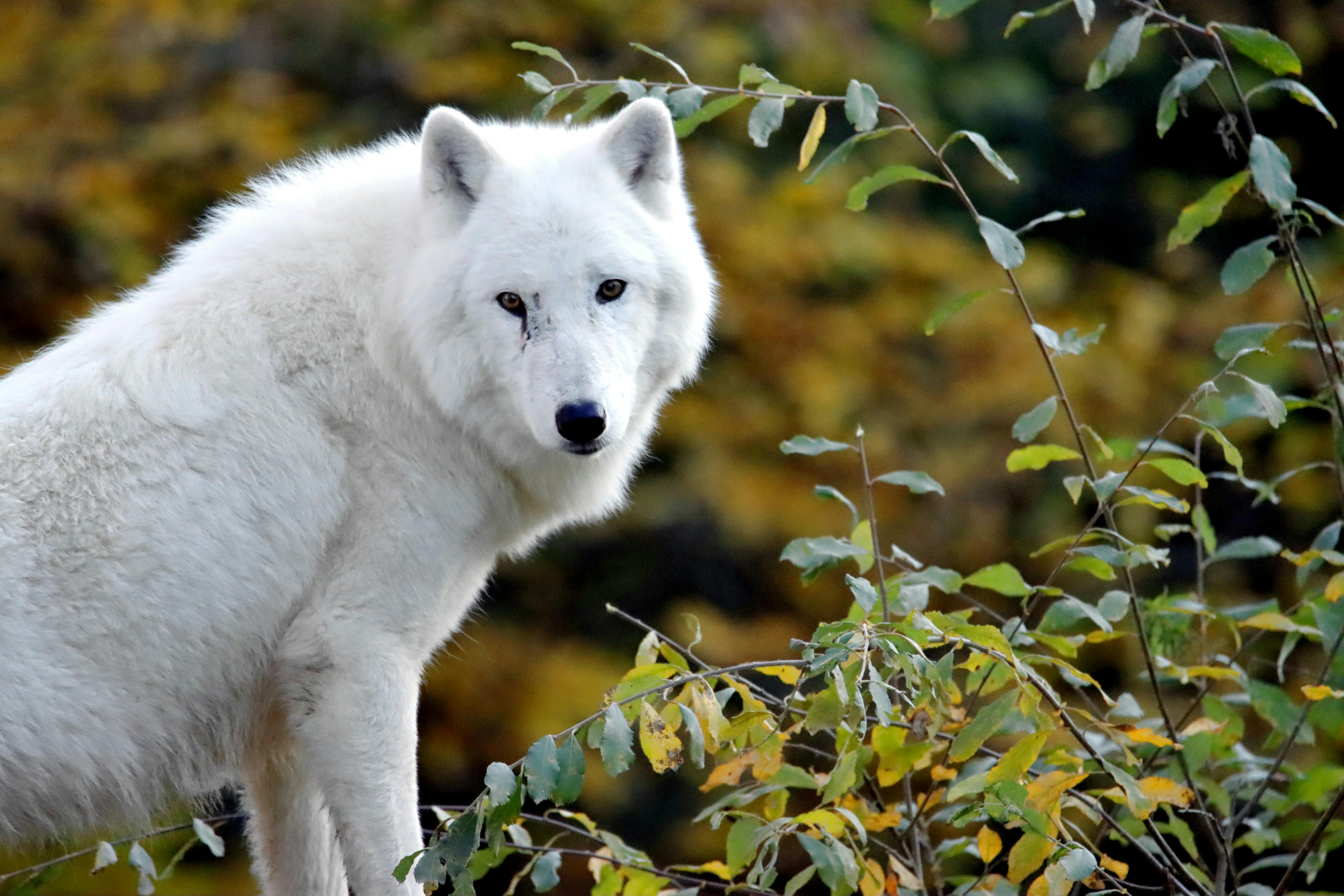 1K White Wolf Pictures  Download Free Images on Unsplash