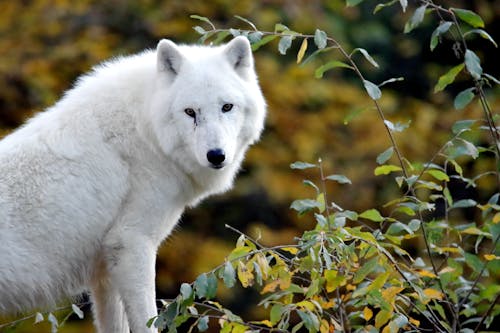 White Wolf Photos, Download The BEST Free White Wolf Stock Photos & HD ...