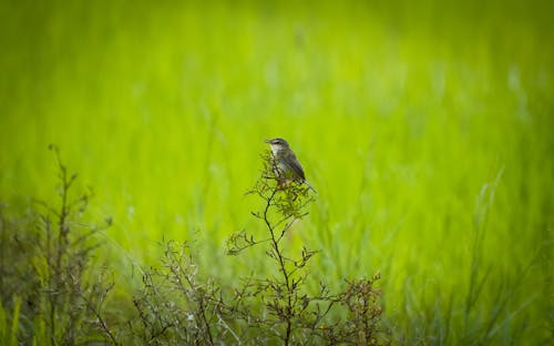 A Small Bird Perched on a Plant