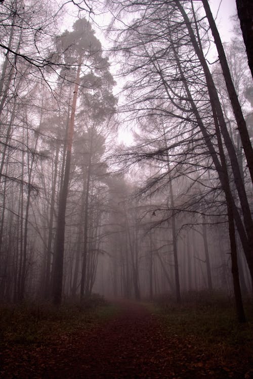 Kostnadsfri bild av dimmig, grenar, lågvinkelfoto