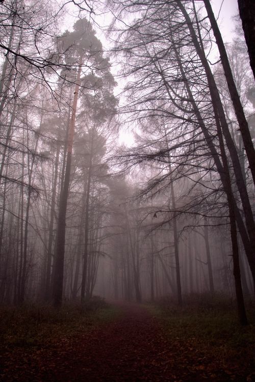 Free Atmospheric scene of a foggy forest with bare trees and a mysterious path. Stock Photo