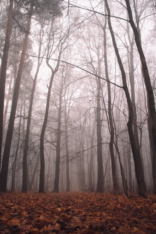 Free Thick Fog in the Forest Stock Photo