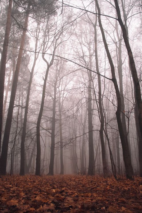 Free Foggy autumn forest with bare trees and fallen leaves, creating a serene landscape. Stock Photo