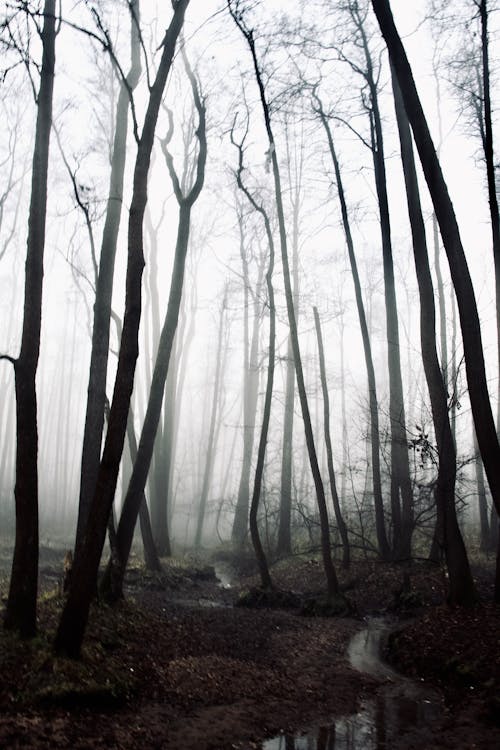 Fotos de stock gratuitas de bosque, melancólico, niebla