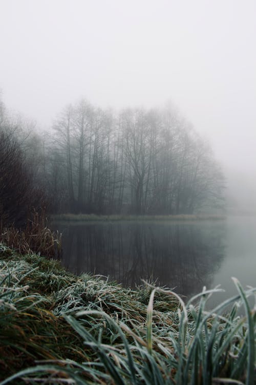 Gratis stockfoto met bomen, Bos, bossen