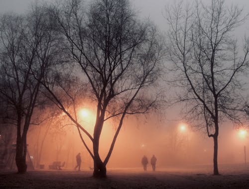 Fotos de stock gratuitas de amanecer, arboles, espeluznante