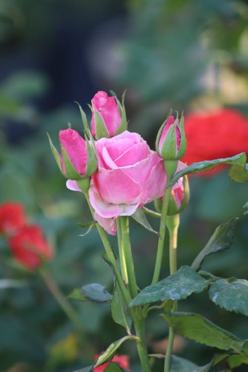 A Pink Roses with Green Leaves